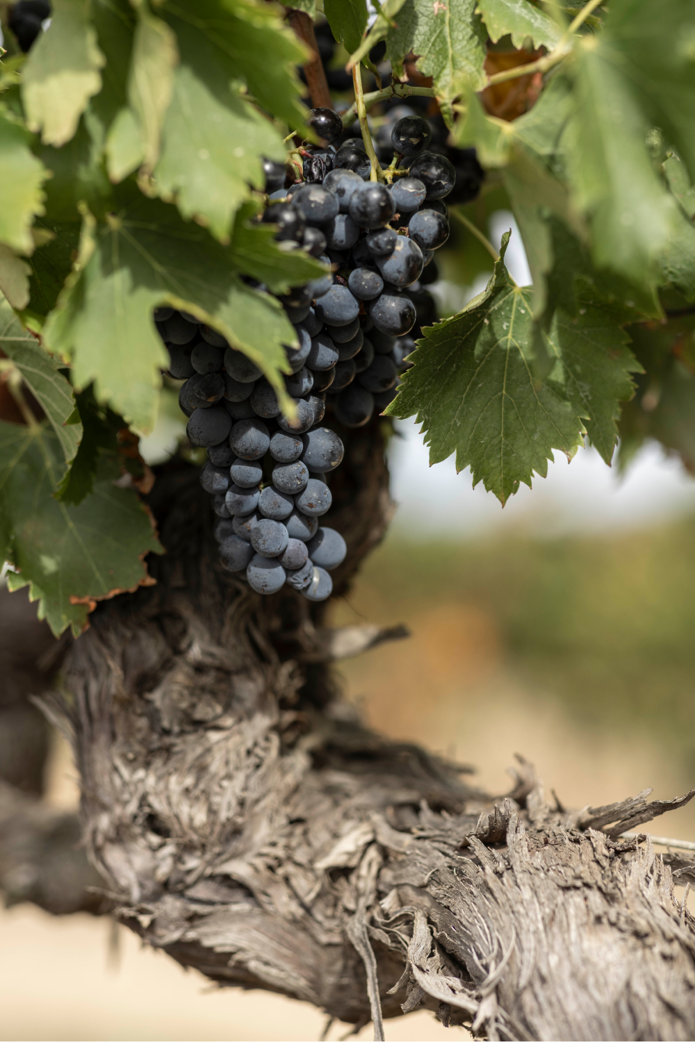 Vendanges bij Chateau Fontareche